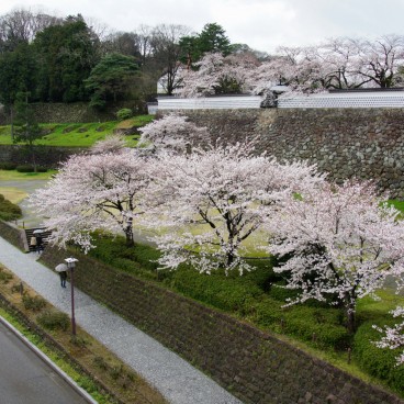 Kanazawa Castle, Cherry trees in the park