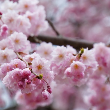 Kanazawa Castle, Cherry tree branch with blooming flowers 5