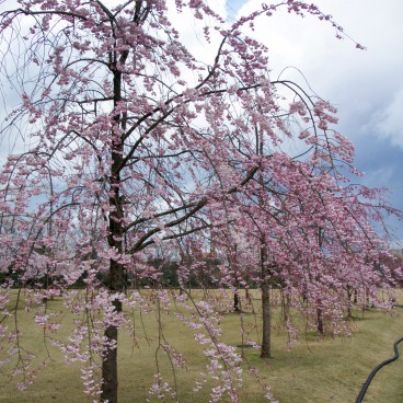 Kanazawa Castle, Cherry trees in the park 2