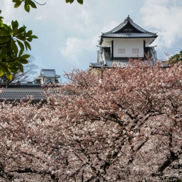 View on Kanazawa Castle and cherry trees 3