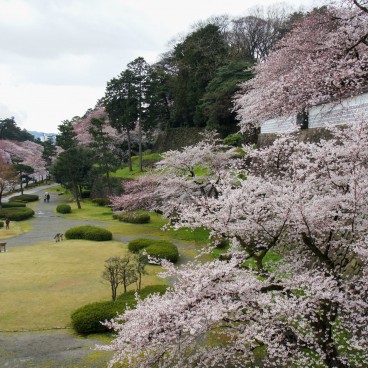 Kanazawa Castle, Cherry trees in the park 2
