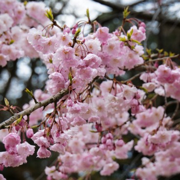 Kanazawa Castle, Cherry tree branch with blooming flowers 2