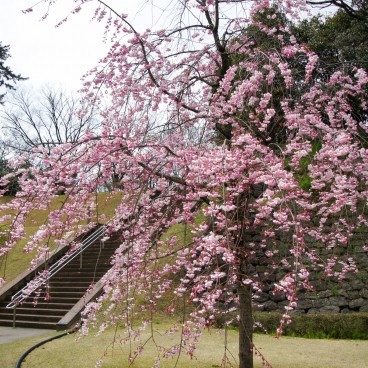 Kanazawa Castle, Cherry trees in the park