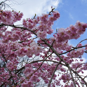 Kanazawa Castle, Cherry tree branch with blooming flowers 3