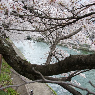 Okazaki Canal, A cherry tree branch