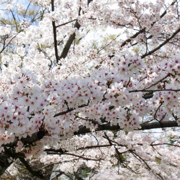 Okazaki Canal, A cherry tree branch 2