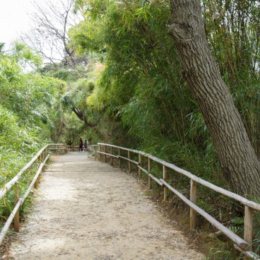 Sankei-en Garden, Yokohama, Bamboo Grove