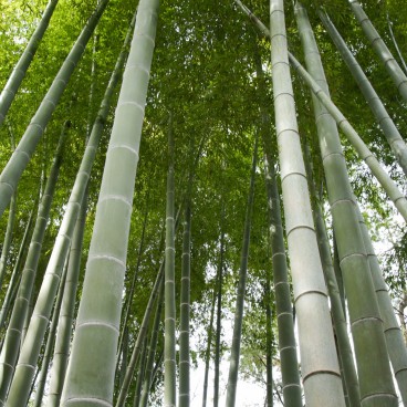 Sankei-en Garden, Yokohama, Bamboo Grove 2