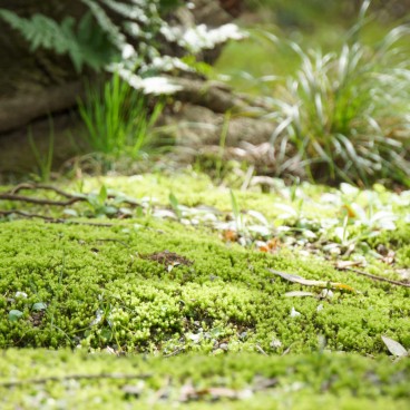 Sankei-en Garden, Yokohama, Moss