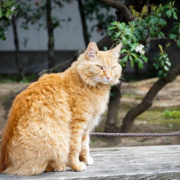 Sankei-en Garden, Yokohama, A Cat