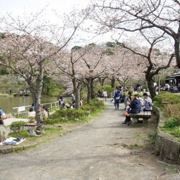 Sankei-en Garden, Yokohama, Pond and Cherry Trees