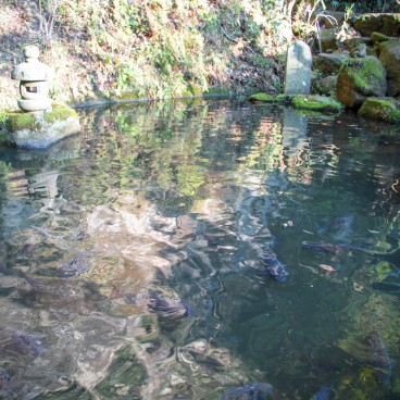 Zeniarai Benten, Koï carps pond