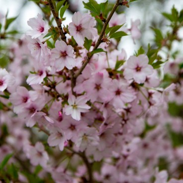 Fuji Shibazakura Matsuri, Detail