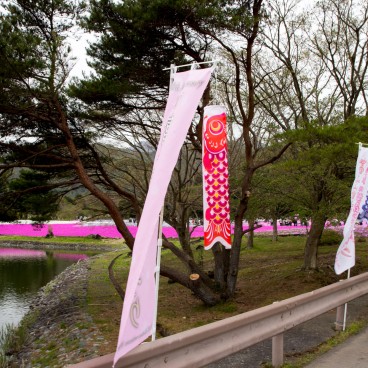 Fuji Shibazakura Matsuri, Koi nobori