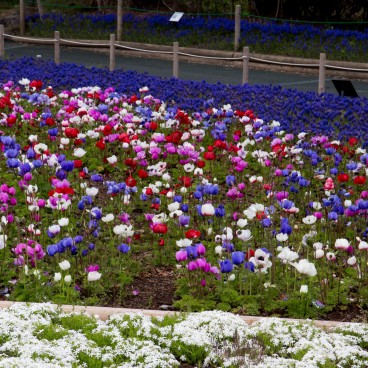 Fuji Shibazakura Matsuri, Tulips