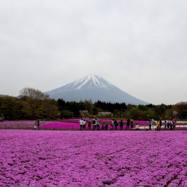 Fuji Shibazakura Matsuri, Moss phlox and Mount Fuji 3