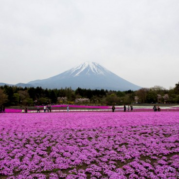 Fuji Shibazakura Matsuri, Moss phlox and Mount Fuji