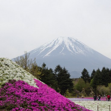 Fuji Shibazakura Matsuri, Mount Fuji and its flowery replica