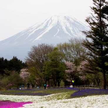 Fuji Shibazakura Matsuri, Moss phlox and Mount Fuji 4