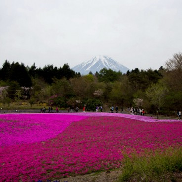 Fuji Shibazakura Matsuri, Moss phlox and Mount Fuji 2