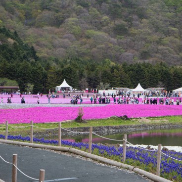 Fuji Shibazakura Matsuri