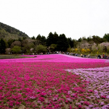 Fuji Shibazakura Matsuri 2