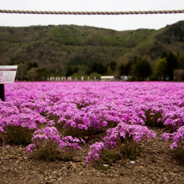 Fuji Shibazakura Matsuri, Moss phlox