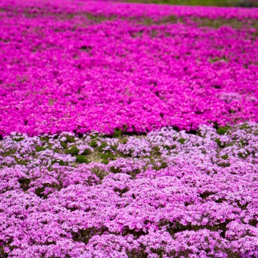 Fuji Shibazakura Matsuri, Moss phlox 2