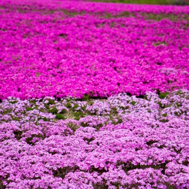 Fuji Shibazakura Matsuri - The Most Famous Pink Moss Festival