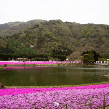 Fuji Shibazakura Matsuri 5