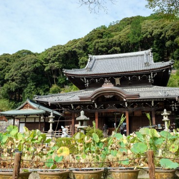 Mimuroto-ji, Lotus ponds