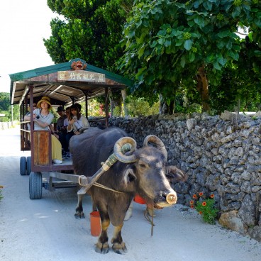 Taketomi-jima (Okinawa), Water buffalo cart
