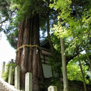 Ishiyama-dera, Deified tree