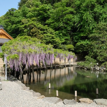 Izumo Taisha, Wisteria garden