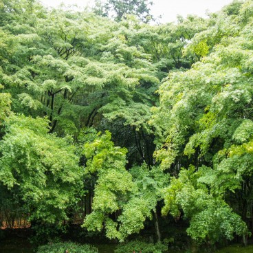 Jizo-in Temple in Kyoto, Garden