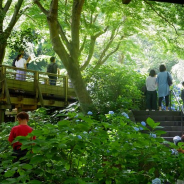 Meigetsu-in, Wooden bridge and hydrangeas