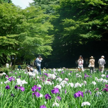 Meigetsu-in, Iris blooming in the inner garden in June 3