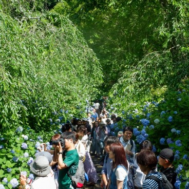 Meigetsu-in, Ajisai hydrangeas in June 7