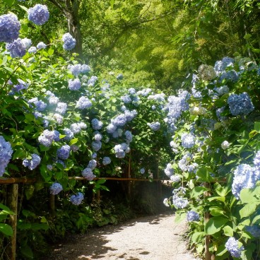 Meigetsu-in, Ajisai hydrangeas in June