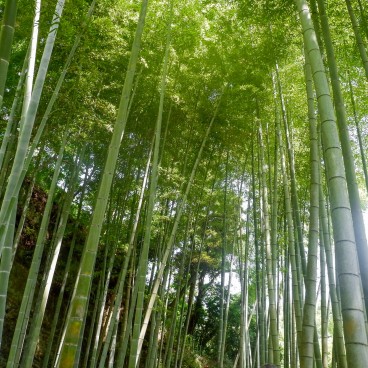 Meigetsu-in, Bamboo grove