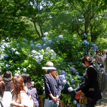 Meigetsu-in, Ajisai hydrangeas in June 4