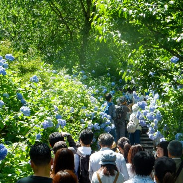 Meigetsu-in, Ajisai hydrangeas in June 5