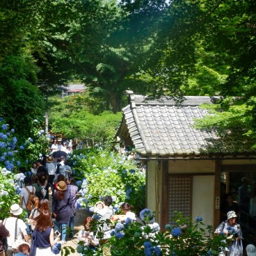 Meigetsu-in, Ajisai hydrangeas in June 6