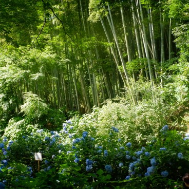 Meigetsu-in, Bamboo grove and hydrangeas