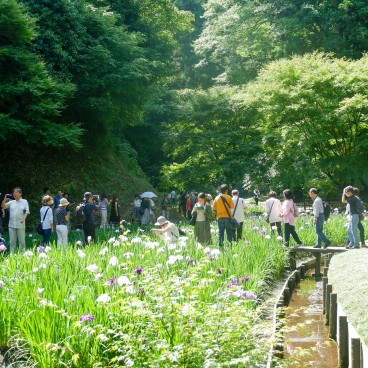 Meigetsu-in, Iris blooming in the inner garden in June