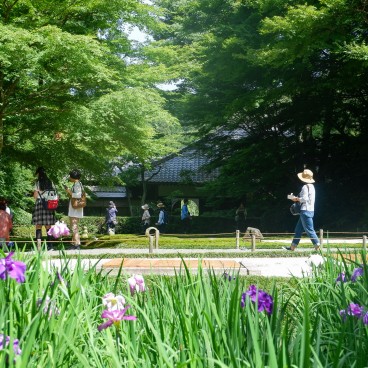 Meigetsu-in, Iris blooming in the inner garden in June 2