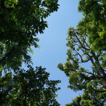 Kyu Asakura House in Shibuya, View from the garden
