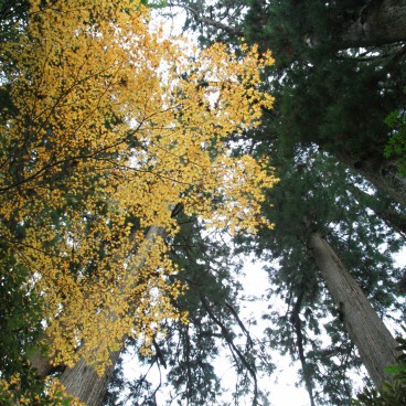 Hakone-jinja, Forest