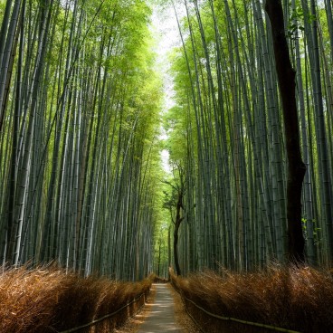 Arashiyama Bamboo Grove, Kyoto during Coronavirus Outbreak in June 2020