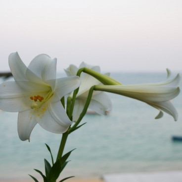 Okinawa, Flower on Mibaru Beach